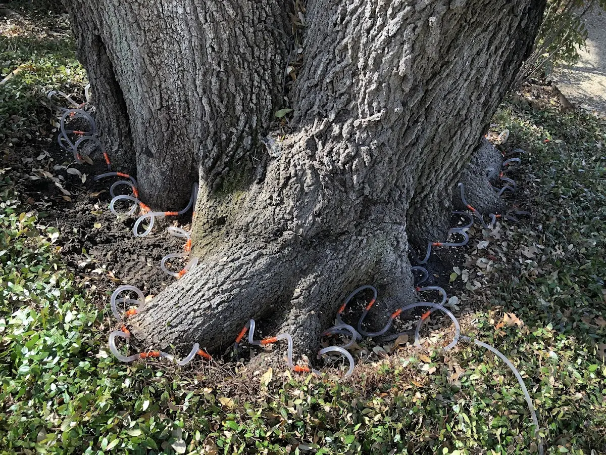Detailed Tree Cabling and Bracing job site in Tangipahoa