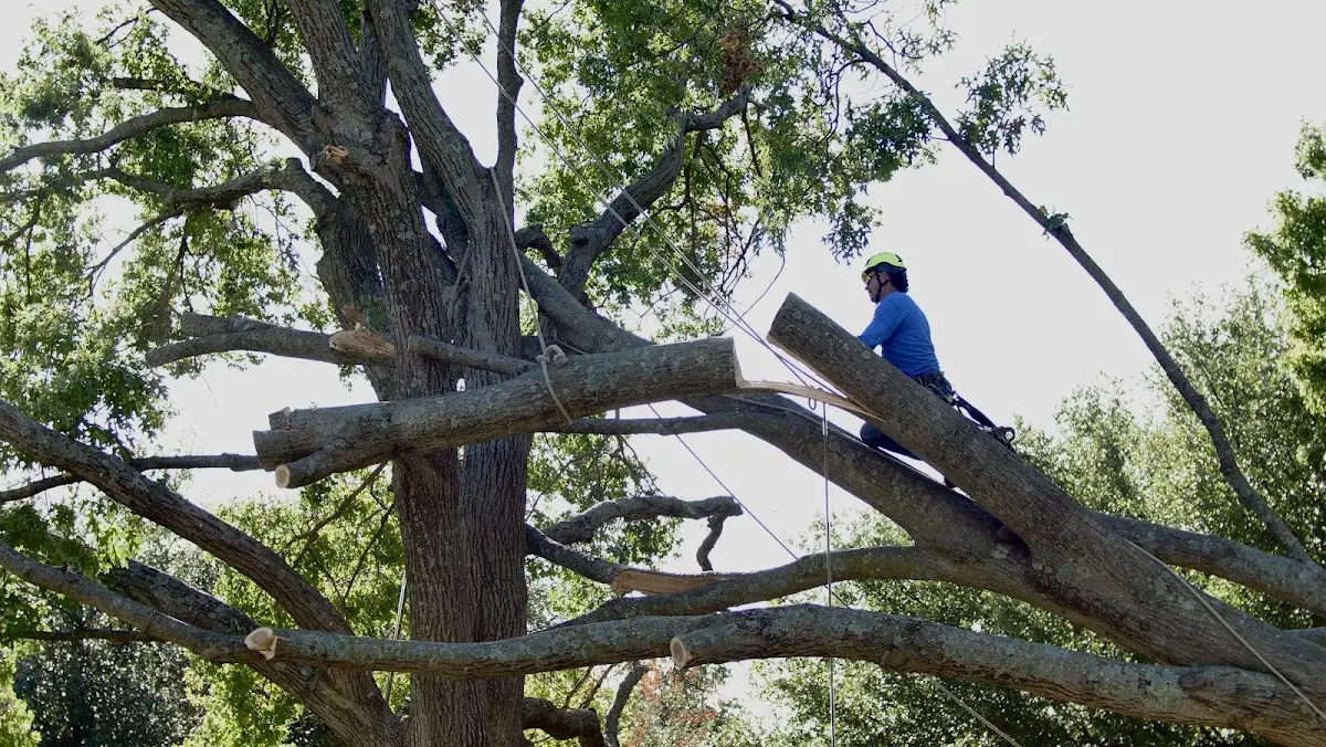 Professional Crown Thinning performed by certified arborists in Tangipahoa